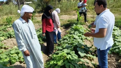 زراعة كفر الشيخ تواصل متابعة الزراعات ومكافحة الآفات وتطلق حملة شاملة لمكافحة الفئران