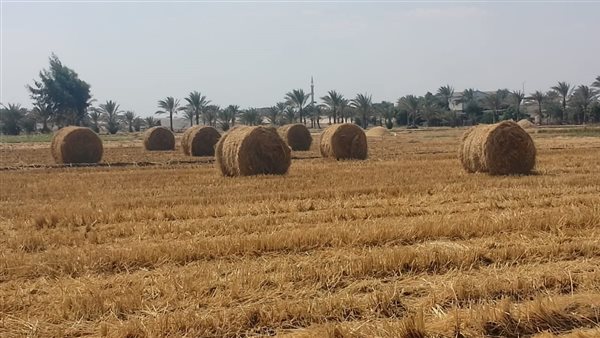 محافظ الشرقية: الأرز يعزز الأمن الغذائي ويدعم الاقتصاد المحلي.. والزراعة تواصل مواجهة حرق القش