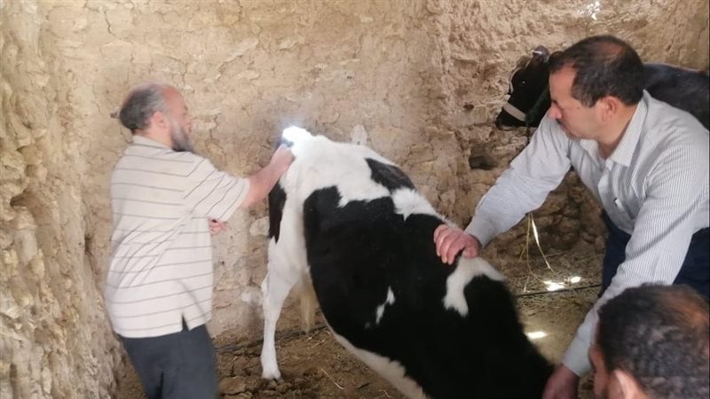 الزراعة: تنفيذ 2800 ندوة توعوية استعدادًا للحملة القومية للتحصين ضد الحمى القلاعية