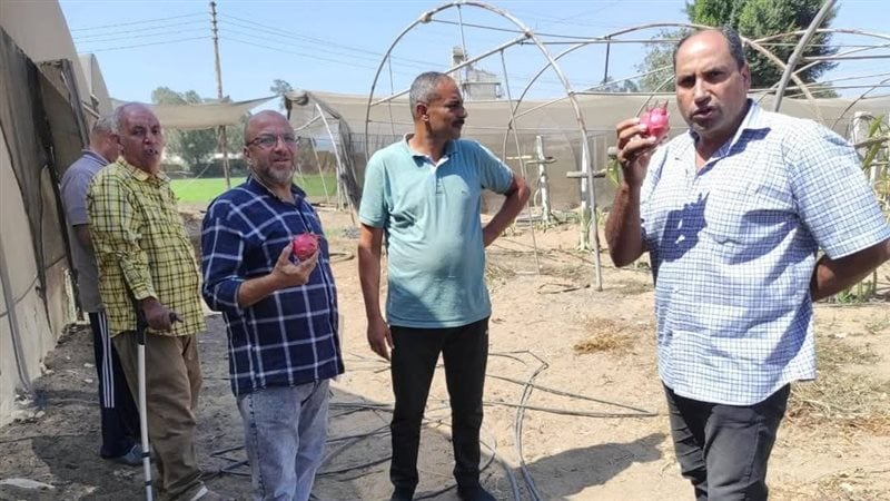 زراعة المنوفية تتابع زراعة الدراجون فروت في قويسنا وتدعم التوسع في الفاكهة الاستوائية