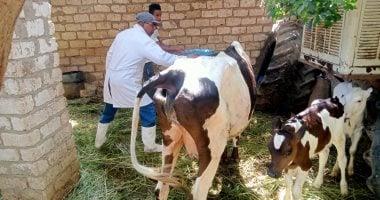 تحصين وعلاج 200 رأس ماشية في حملة بيطرية بمركز شبراخيت بالبحيرة