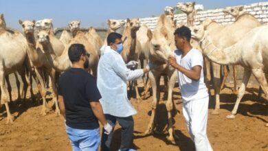حملات بيطرية للكشف المبكر على أمراض الماشية