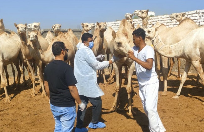 حملات بيطرية للكشف المبكر على أمراض الماشية