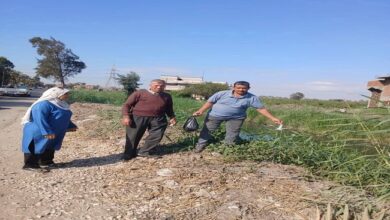 الشرقية تواصل تنفيذ الحملة القومية لمكافحة القوارض عقب حصاد المحاصيل الصيفية