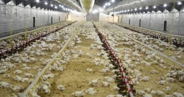 الزراعة تصدر 4 موافقات فنية لإقامة مشروعات جديدة للثروة الداجنة في الظهير الصحراوي