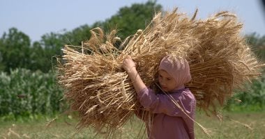 وزارة الزراعة تعلن الخريطة الصنفية للقمح موسم 2024/2025 لتحقيق أعلى إنتاجية