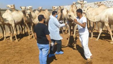 الزراعة تكثف حملاتها للكشف المبكر عن الأمراض المشتركة بين الإنسان والحيوان
