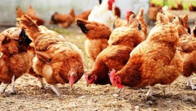 تربية الدواجن