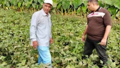 زراعة المنوفية تواصل متابعة الزراعات الشتوية وتكثف أعمال المكافحة الميدانية بالباجور