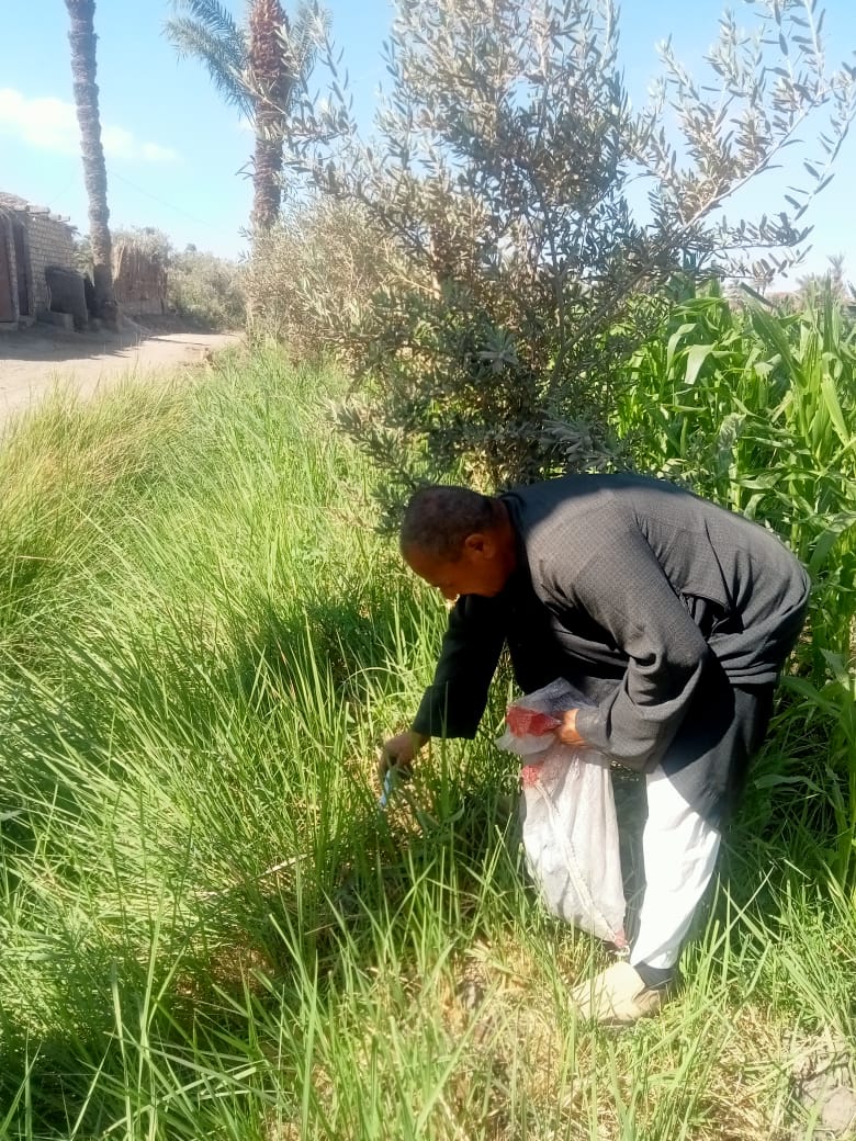 مديرية الزراعة بالفيوم تنهي أعمال الحملة القومية لمكافحة القوارض لحماية المحاصيل الزراعية