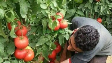 زراعة كربلاء تعد خطة لزراعة أكثر من 9 آلاف دونم من الخضر في الموسم الشتوي 2025–2026