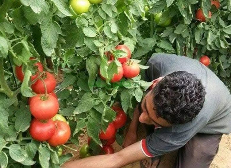 زراعة كربلاء تعد خطة لزراعة أكثر من 9 آلاف دونم من الخضر في الموسم الشتوي 2025–2026