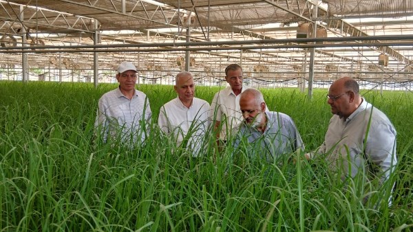 وكيل مركز البحوث الزراعية يتفقد محطتي إنتاج شتلات قصب السكر بأسوان