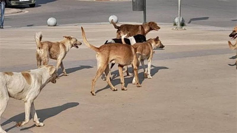 وزير الزراعة يطلق شراكة موسعة مع المجتمع المدني لمكافحة انتشار كلاب الشوارع