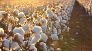 سعر قنطار القطن اليوم