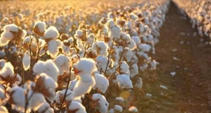 سعر قنطار القطن اليوم