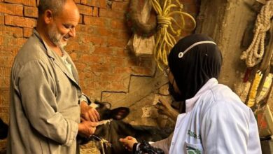 تحصين الثروة الحيوانية ضد الحمي القلاعية والوادي المتصدع