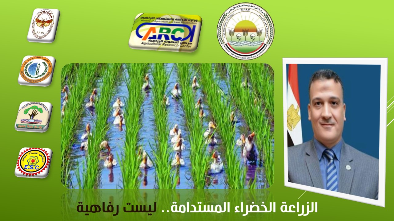 د مجدي السماحي