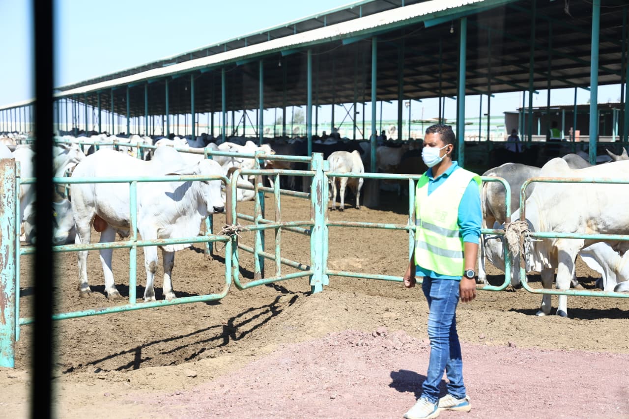 مشروعات الإنتاج الحيواني قي الوادي الجديد