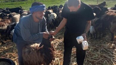 تحصين 45 ألف رأس ماشية ضد الحمى القلاعية وحمى الوادي المتصدع في المنيا