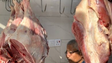 مشاريع جديدة لتربية العجول والأبقار في العراق لتعزيز إنتاج اللحوم الحمراء محليًا