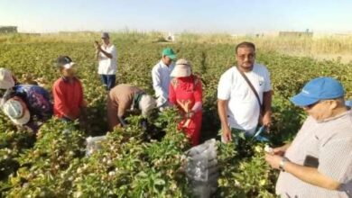 بدء جني القطن صنف "جيزة 98" في الحقل الإرشادي بالفرافرة لرفع إنتاجية الأقطان
