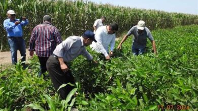 زراعة المنيا تبحث مع وفد «إيفاد» الدولي دعم المشروعات الزراعية وتمكين المرأة الريفية