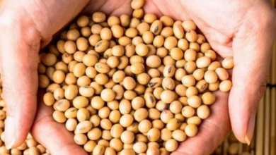 الصين توقف استيراد فول الصويا الأمريكي لأول مرة منذ 2018