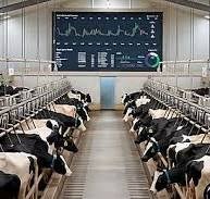 مشروعات تربية الأبقار