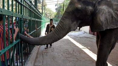 موعد افتتاح حديقة حيوان الجيزة