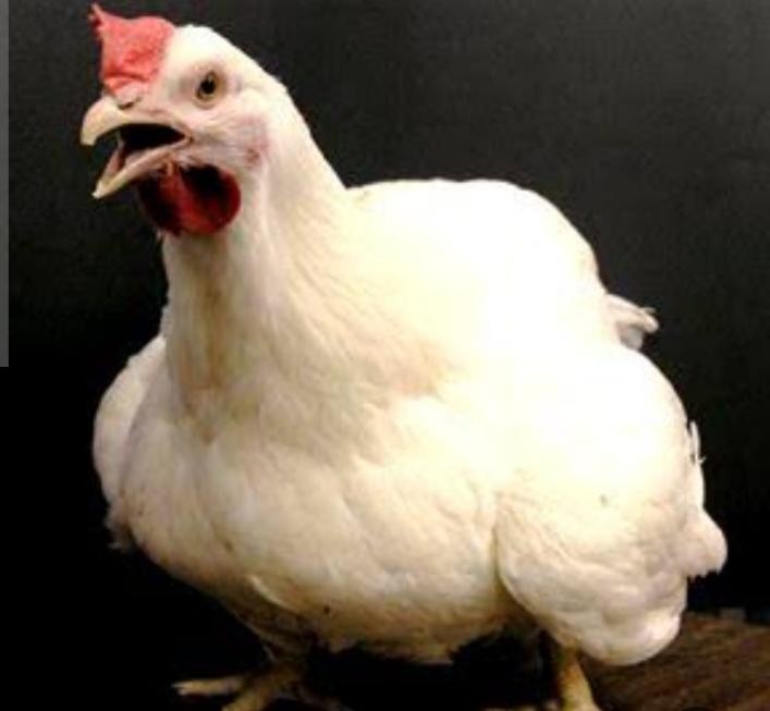 الإجهاد الحراري في الدواجن