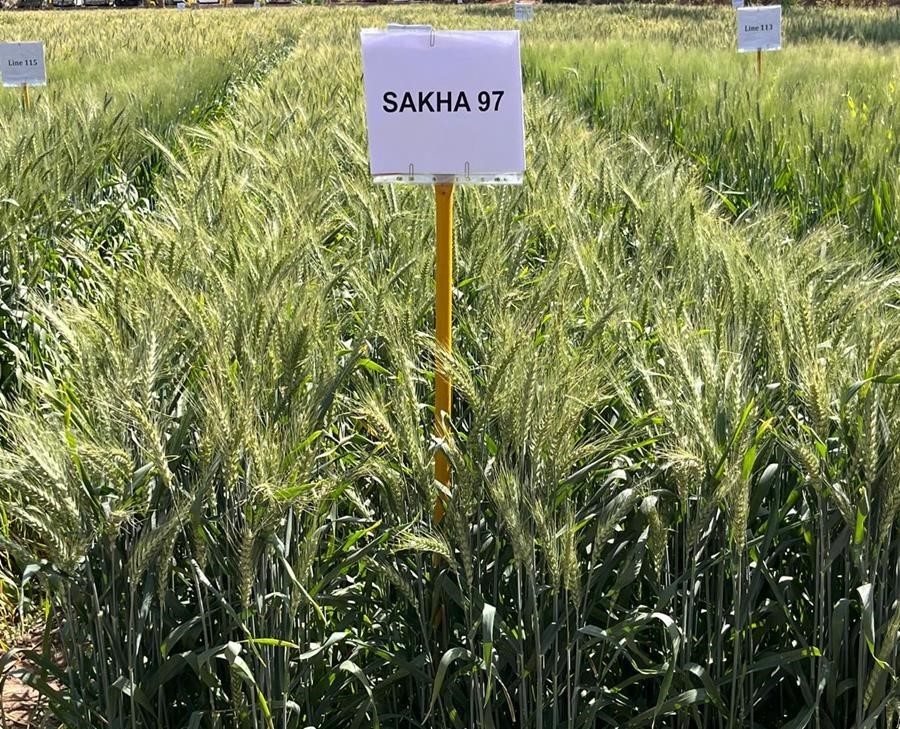 سلالات القمح