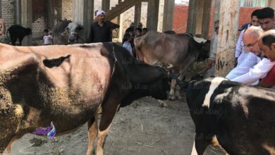 تحصين 235 ألف رأس ماشية ضد الحمى القلاعية والوادي المتصدع بالغربية