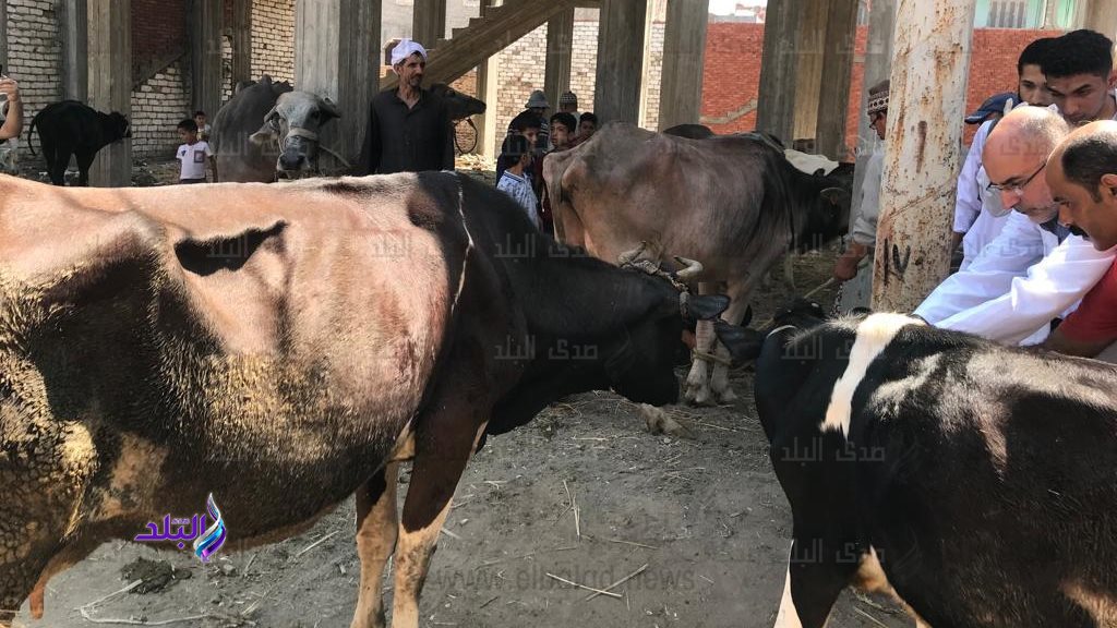 تحصين 235 ألف رأس ماشية ضد الحمى القلاعية والوادي المتصدع بالغربية