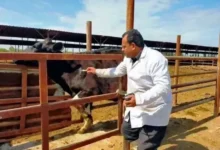 تحصين 213 ألف رأس ماشية ضد الحمى القلاعية بالغربية