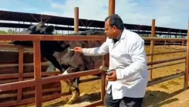 تحصين 213 ألف رأس ماشية ضد الحمى القلاعية بالغربية