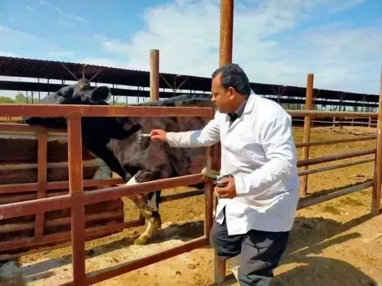 تحصين 213 ألف رأس ماشية ضد الحمى القلاعية بالغربية