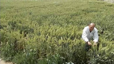 «زراعة الإسكندرية» تستعد لبدء موسم القمح 2026 بـ12 توصية عاجلة للمزارعين