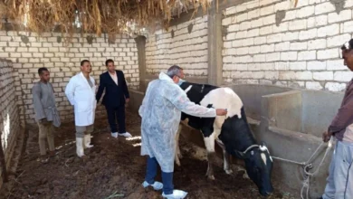 تحصين 19 ألف رأس ماشية ضد الأمراض الوبائية وتنفيذ 25 ندوة توعوية لمزارعي الأقصر