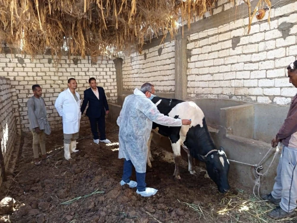 تحصين 19 ألف رأس ماشية ضد الأمراض الوبائية وتنفيذ 25 ندوة توعوية لمزارعي الأقصر