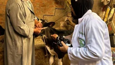 تحصين 315 رأس أغنام وماعز ودواجن فى قافلة بيطرية بالعريش