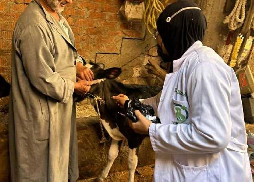 تحصين 315 رأس أغنام وماعز ودواجن فى قافلة بيطرية بالعريش