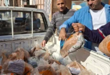 ضبط 540 كيلو لحوم بلدية مذبوحة خارج المجزر وغير صالحة بكفر الشيخ