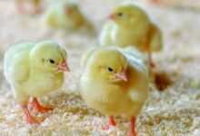 سعر الكتكوت الأبيض اليوم الأحد