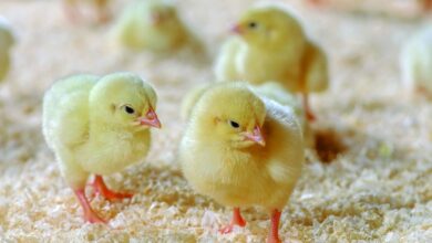 سعر الكتكوت الأبيض اليوم الأحد