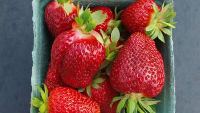 علماء كنديون يطورون أصناف فراولة جديدة أكبر حجمًا وأكثر مقاومة للأمراض