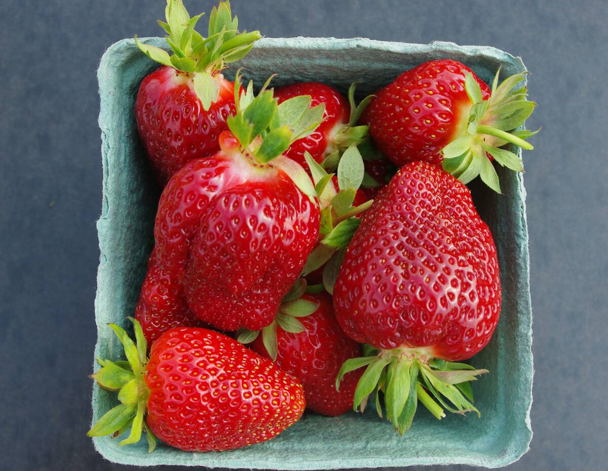 علماء كنديون يطورون أصناف فراولة جديدة أكبر حجمًا وأكثر مقاومة للأمراض