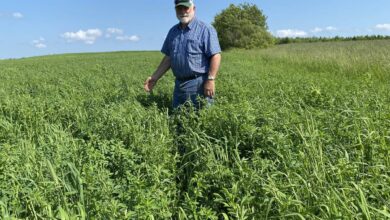 باحثون كنديون يطورون صنفًا جديدًا من البرسيم يتحمل التربة الحمضية والجفاف والفيضانات