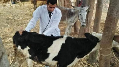 بيطرى البحيرة: تطعيم 360 ألف رأس ماشية ضد الحمى القلاعية وحمى الوادي المتصدع