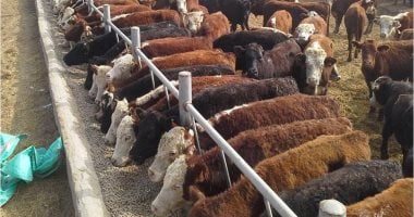 الزراعة تطلق حملة لمواجهة مقاومة المضادات الحيوية في الثروة الحيوانية